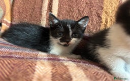 Mixed Breed cats for sale: beautiful kittens for sale  - Image 7