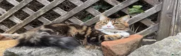Mixed Breed cats for sale: Manila - Advert 1