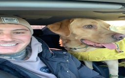 Labrador Retriever dogs for sale: My Boy Lenny - Labrador  - Image 31