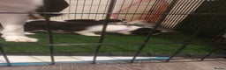 Border Collie dogs for sale: Border Collie puppies - Advert 5