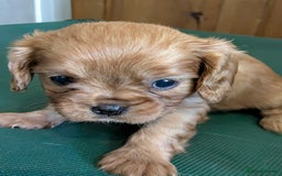 Cavalier King Charles Spaniel dogs for sale: Stunning Deep Ruby Cavalier king Charles puppies  - Image 36