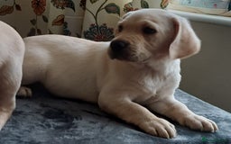 Labrador Retriever dogs for sale: PUPPIES 🐶🐾 - Image 6