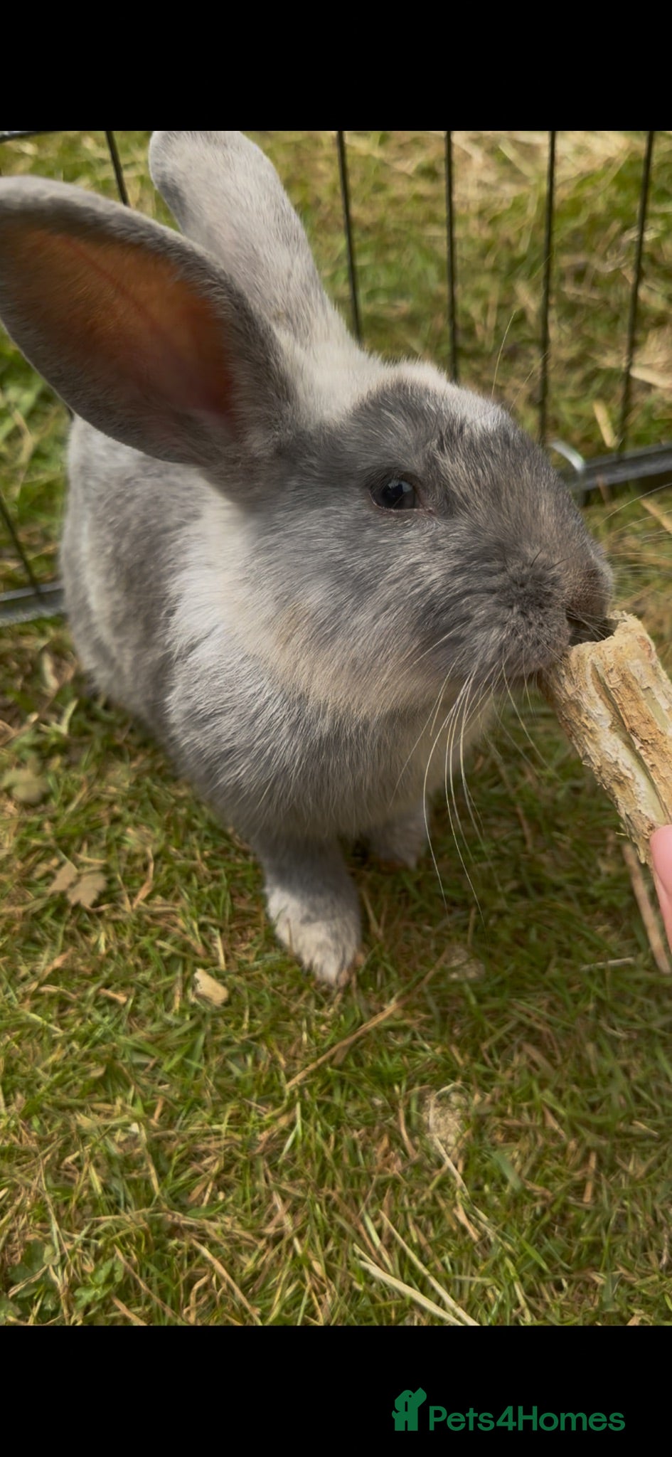English Spot rabbits Milo the rabbit - Advert 1
