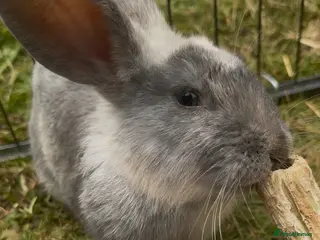 English Spot rabbits Milo the rabbit - Advert 1