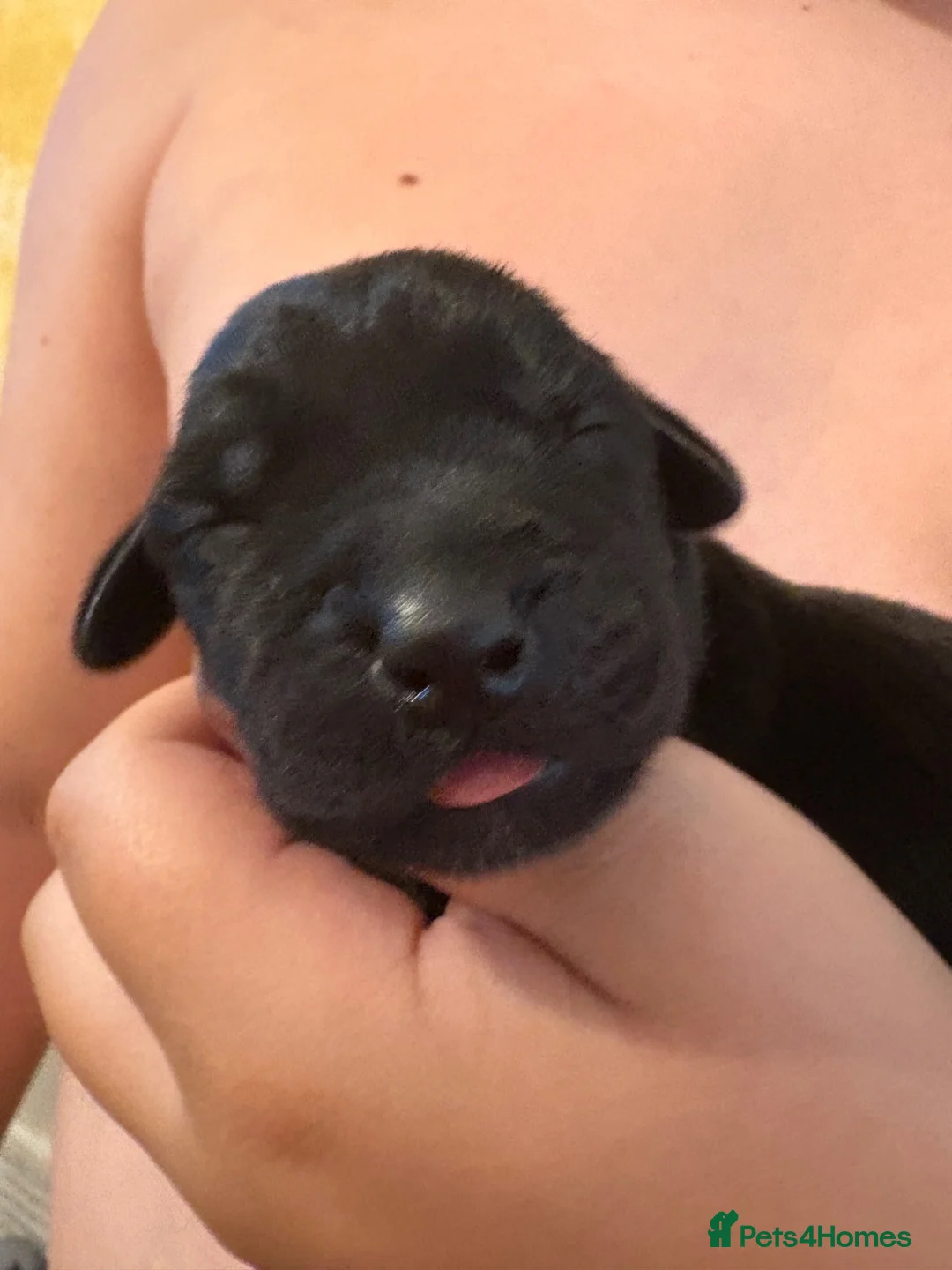 Labrador Retriever dogs for sale: Gorgeous chunky Labradors  in Whitehaven - Advert 2