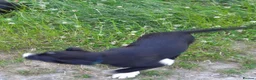 Border Collie dogs for sale: 4 adorable puppies for sale - Advert 7