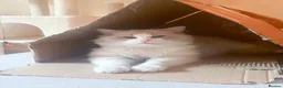 Ragdoll cats for sale: Pure-pedigree male Ragdoll for sale - Advert 7