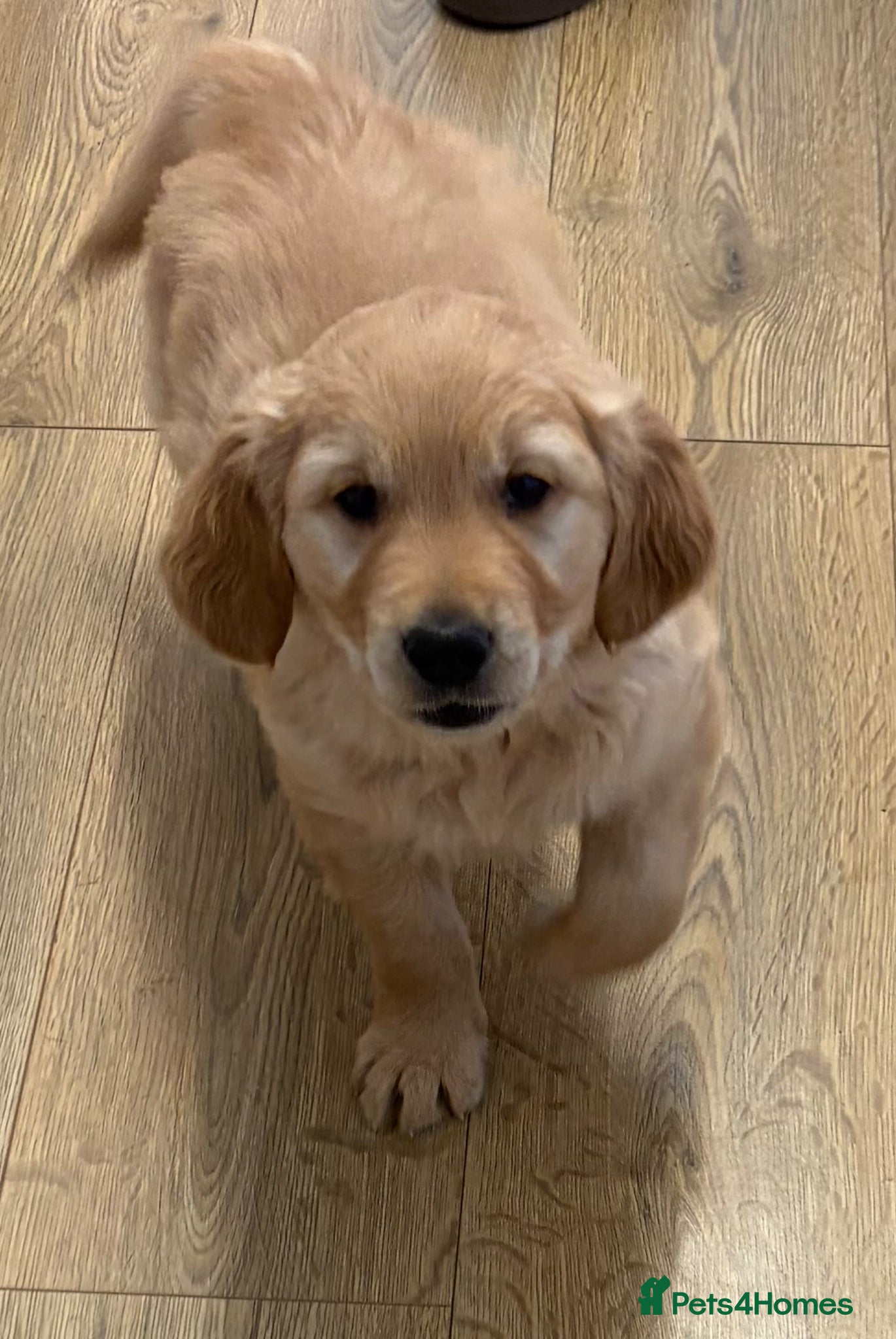 Golden Retriever dogs Stunning KC boy ready for forever home - Advert 5