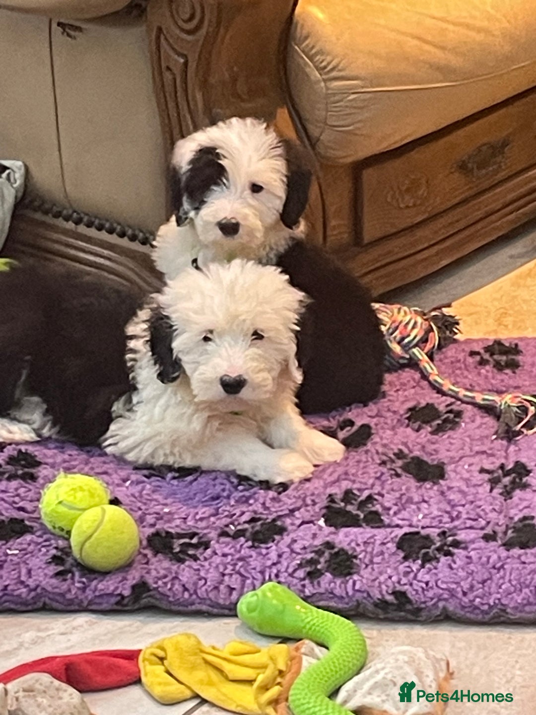 Old English Sheepdog dogs for sale: Old English sheep dog pups - Advert 8