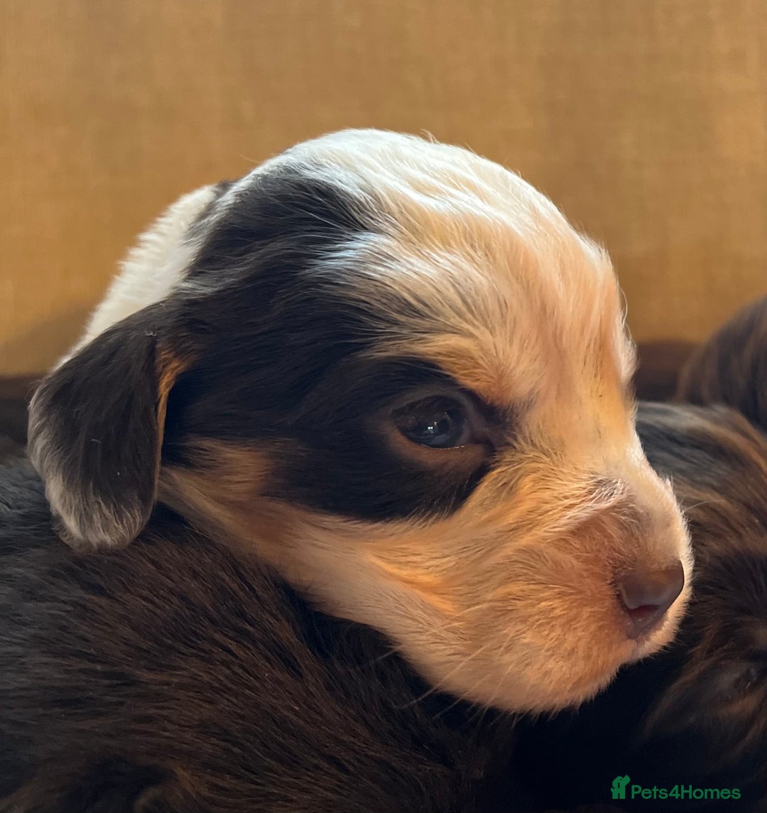 Cocker Spaniel dogs for sale: KC COCKER SPANIEL PUPPIES - Advert 19