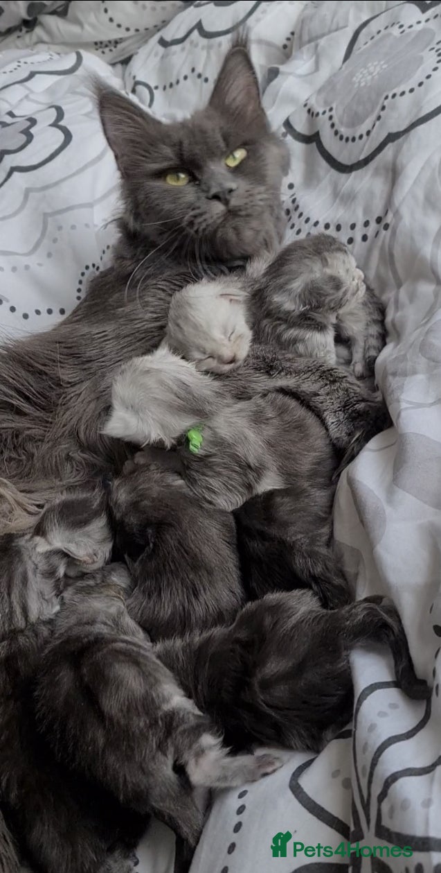 Maine Coon cats STUNNING PEDIGREE MAINE COON KITTENS - Advert 1