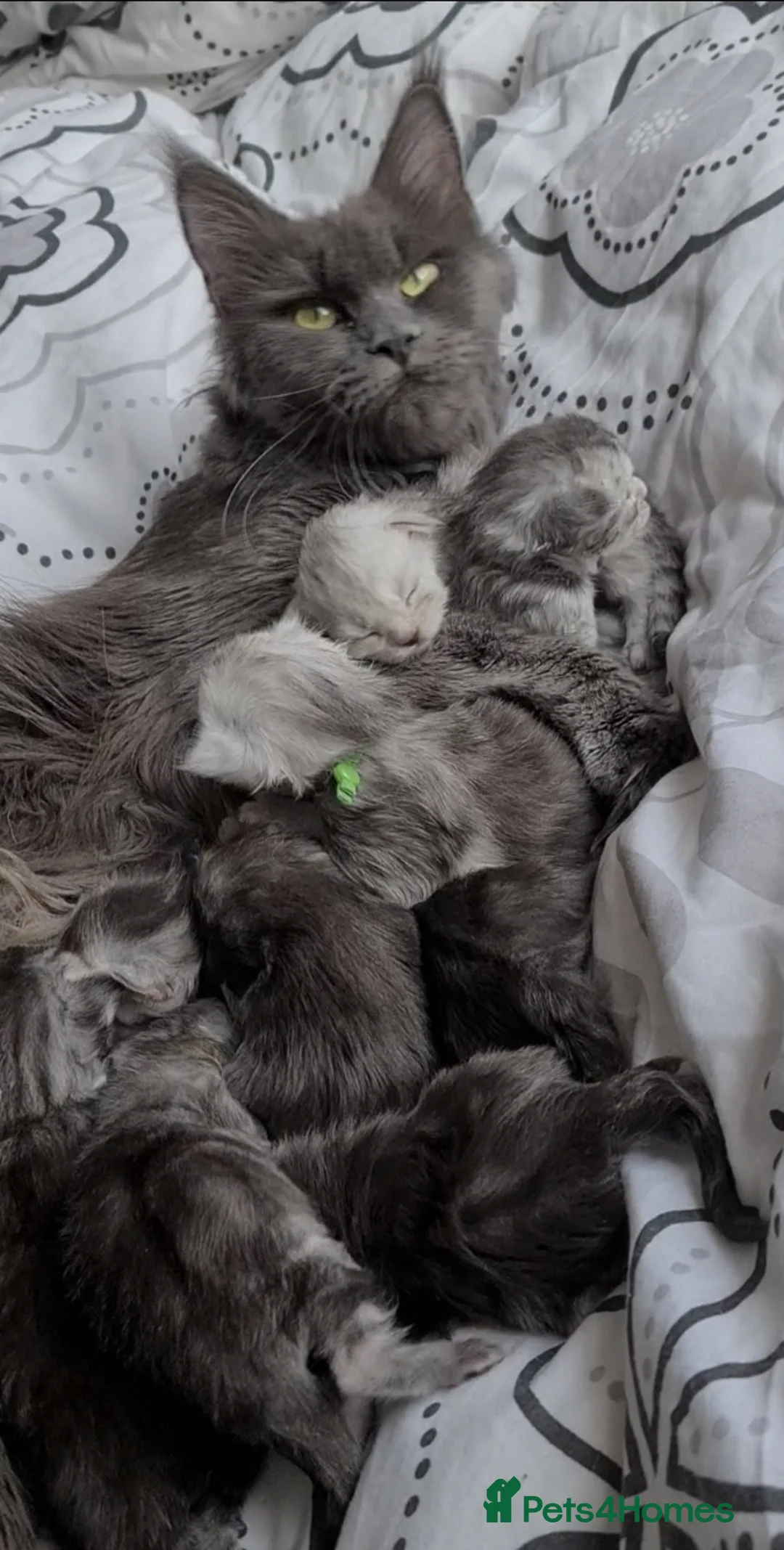 Maine Coon cats for sale: STUNNING PEDIGREE MAINE COON KITTENS - Advert 36