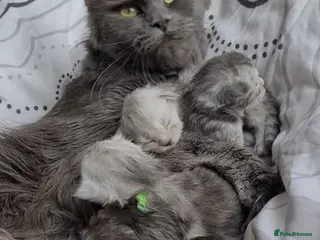 Maine Coon cats STUNNING PEDIGREE MAINE COON KITTENS - Advert 1
