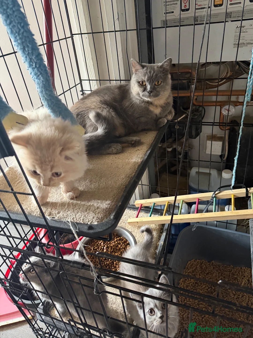 British Longhair cats for sale: Gorgeous GCCF registered British long & shorthair  - Advert 2