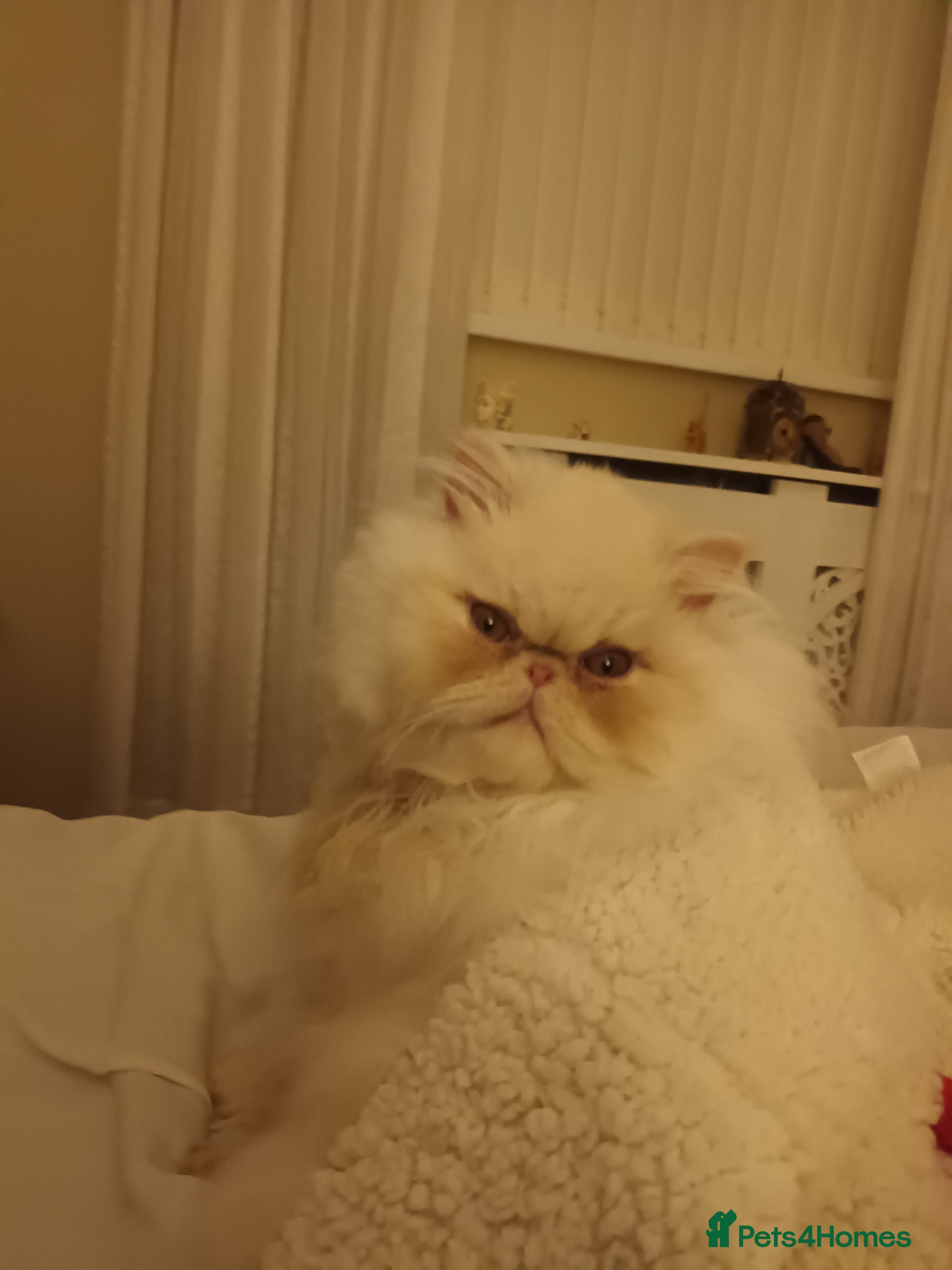Cute loveable fluffy rascal persian for sale in Swindon | Pets4Homes