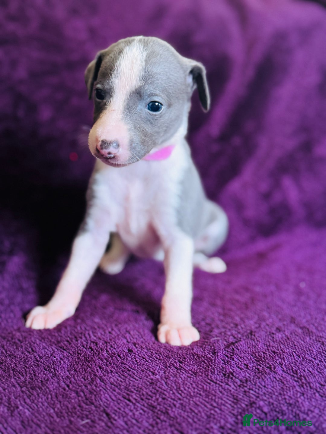Whippet dogs for sale: All found homes-Beautiful Blue and White Parti BOY - Image 27