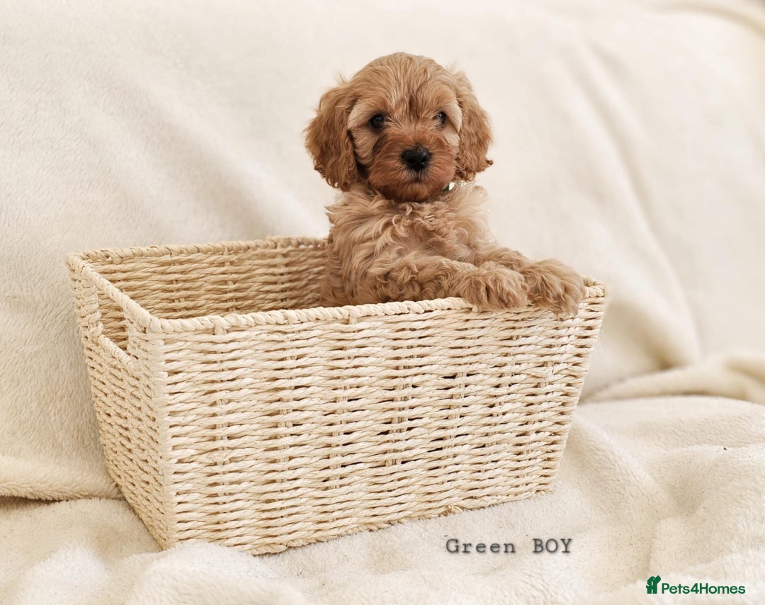 Cavapoo dogs for sale: Adorable F1b Cavapoo Puppies Ready from 20th Sept - Image 16