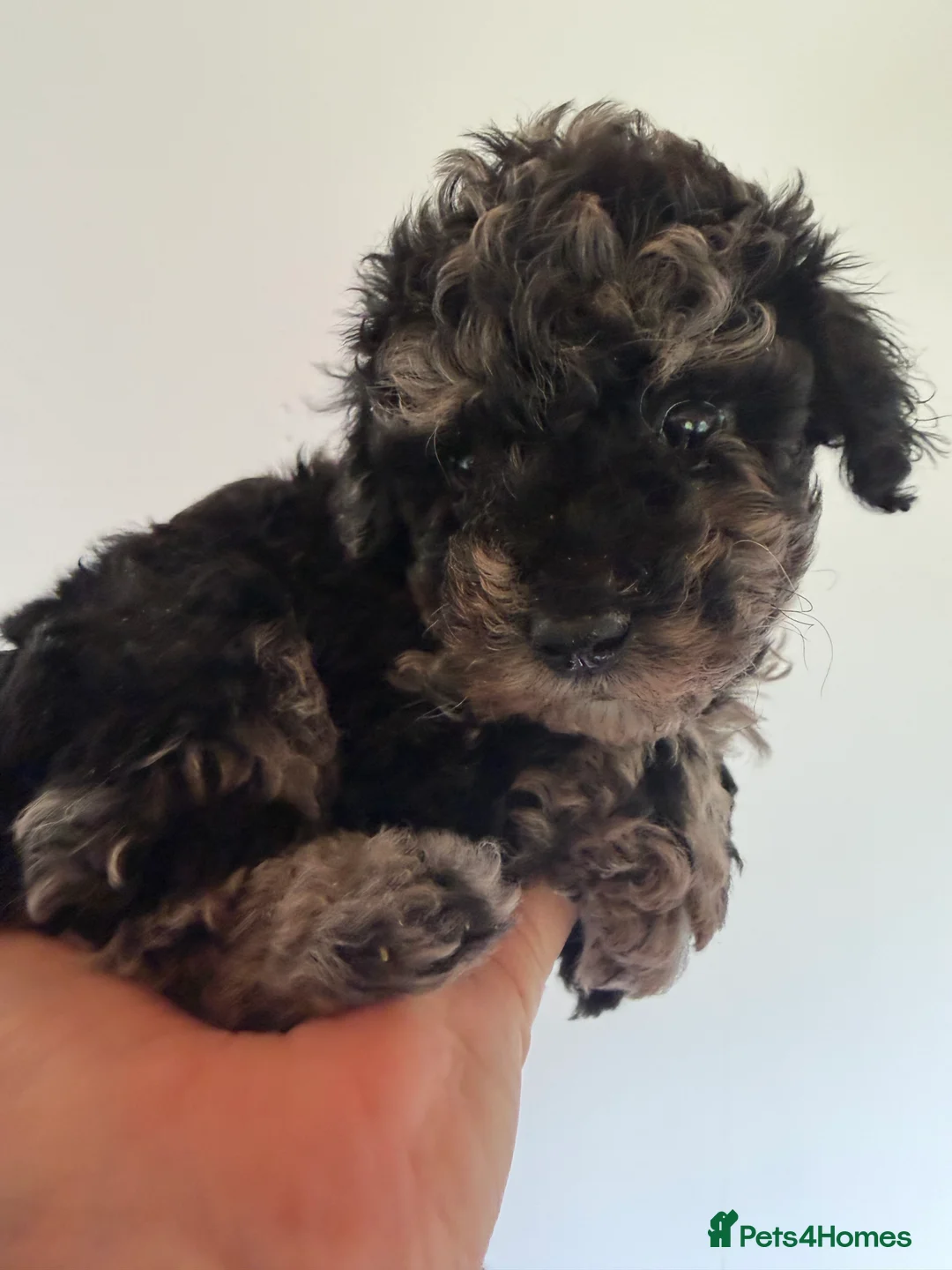Mixed Breed dogs for sale: Poodle puppies - Advert 20