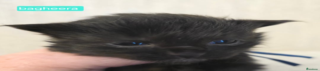 Bagheera
