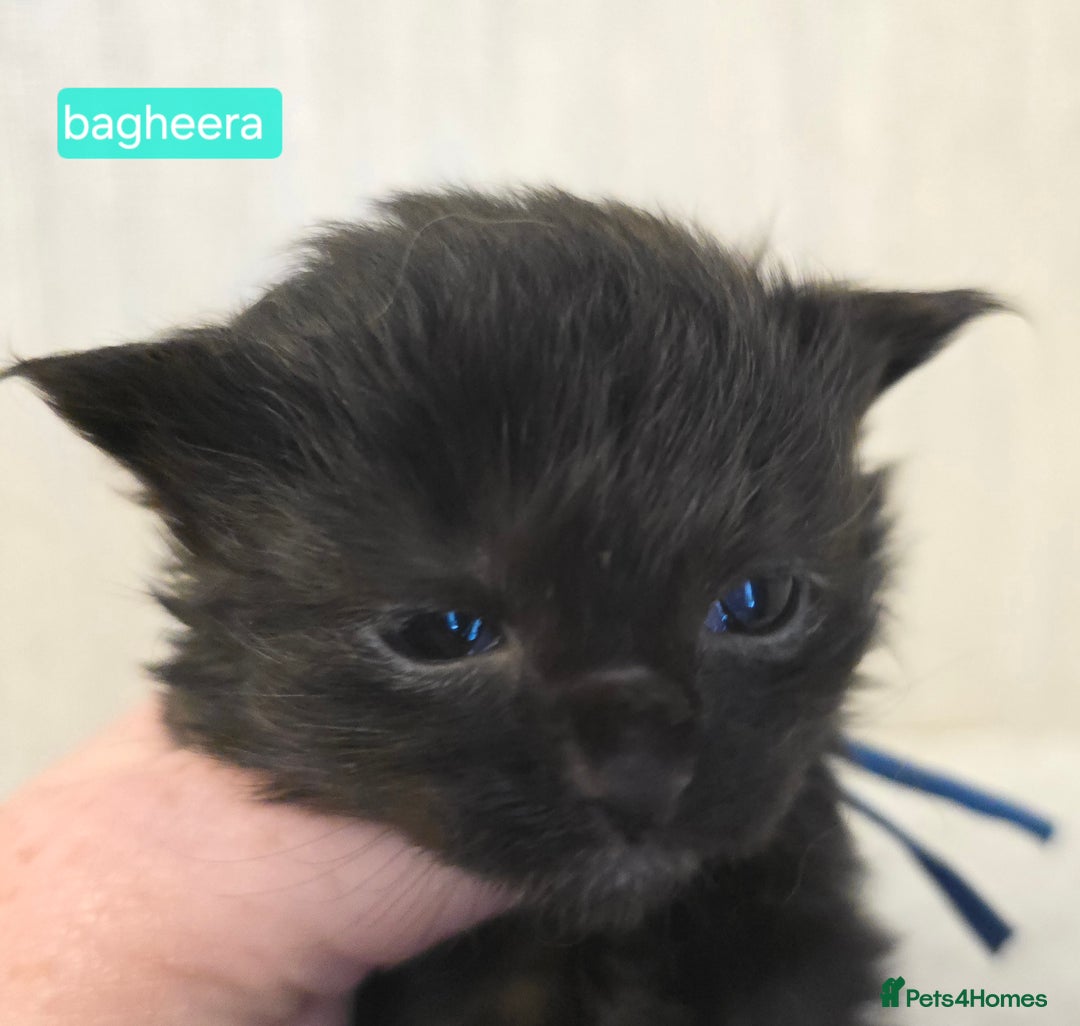 Maine Coon cats for sale: Maine Coon Kittens Smokes Large Russian Lines - Image 5