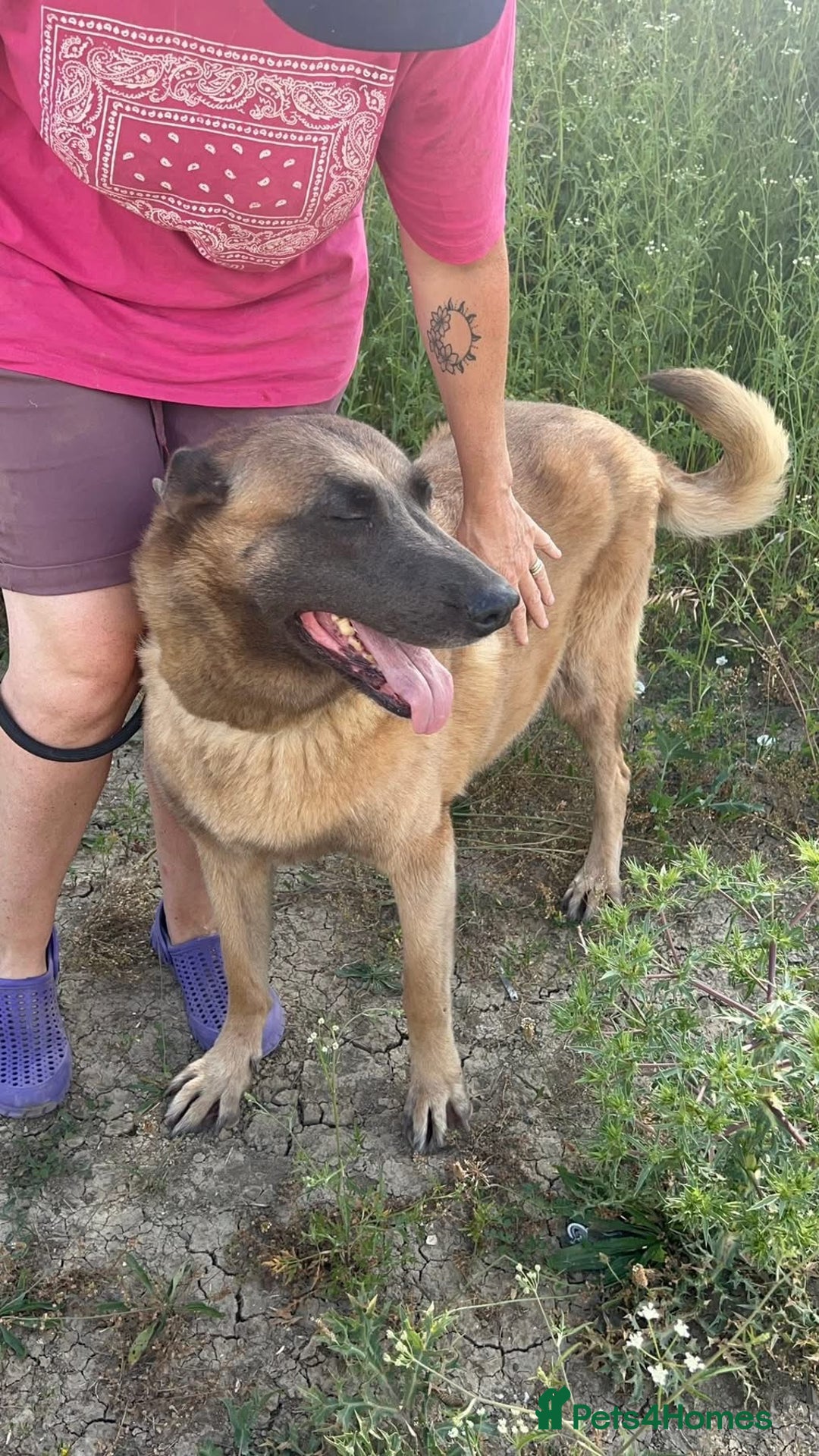 Belgian Shepherd Dog dogs for adoption: Ava - Norwich Norfolk  - Image 14