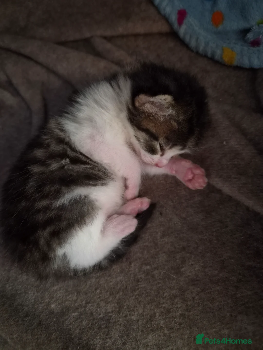 Mixed Breed cats for sale: Three gorgeous kittens available May in Prenton - Advert 2