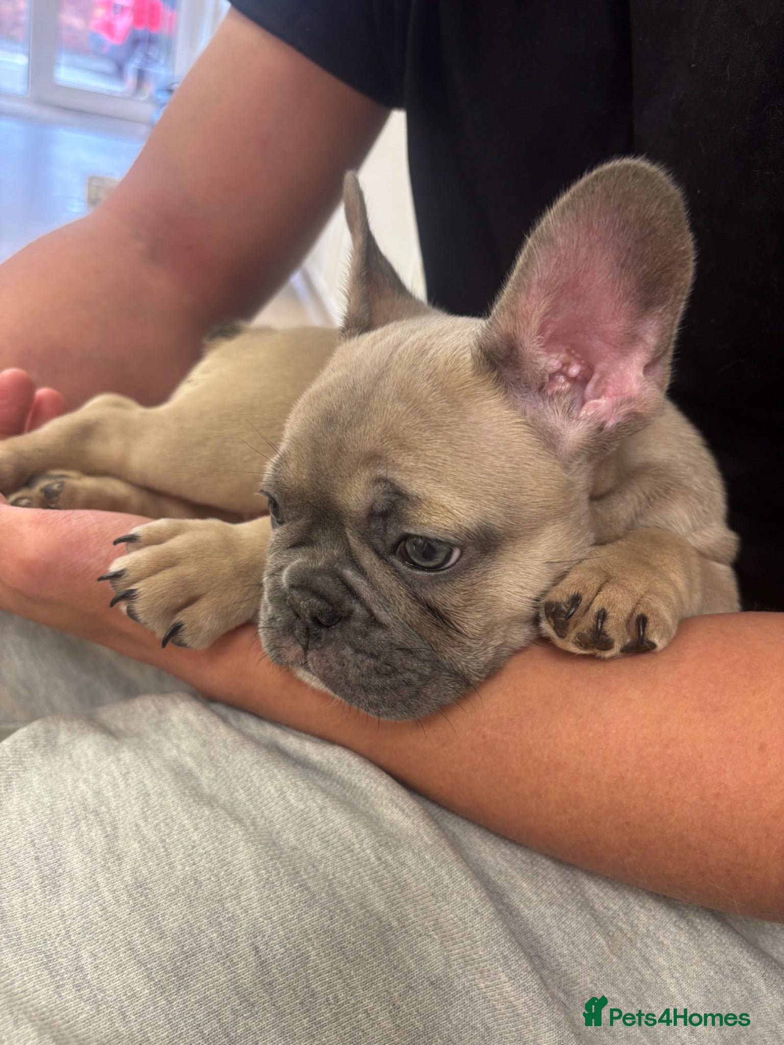 French Bulldog dogs 🐾KC registered Ready to go to there New homes🐾 - Advert 1
