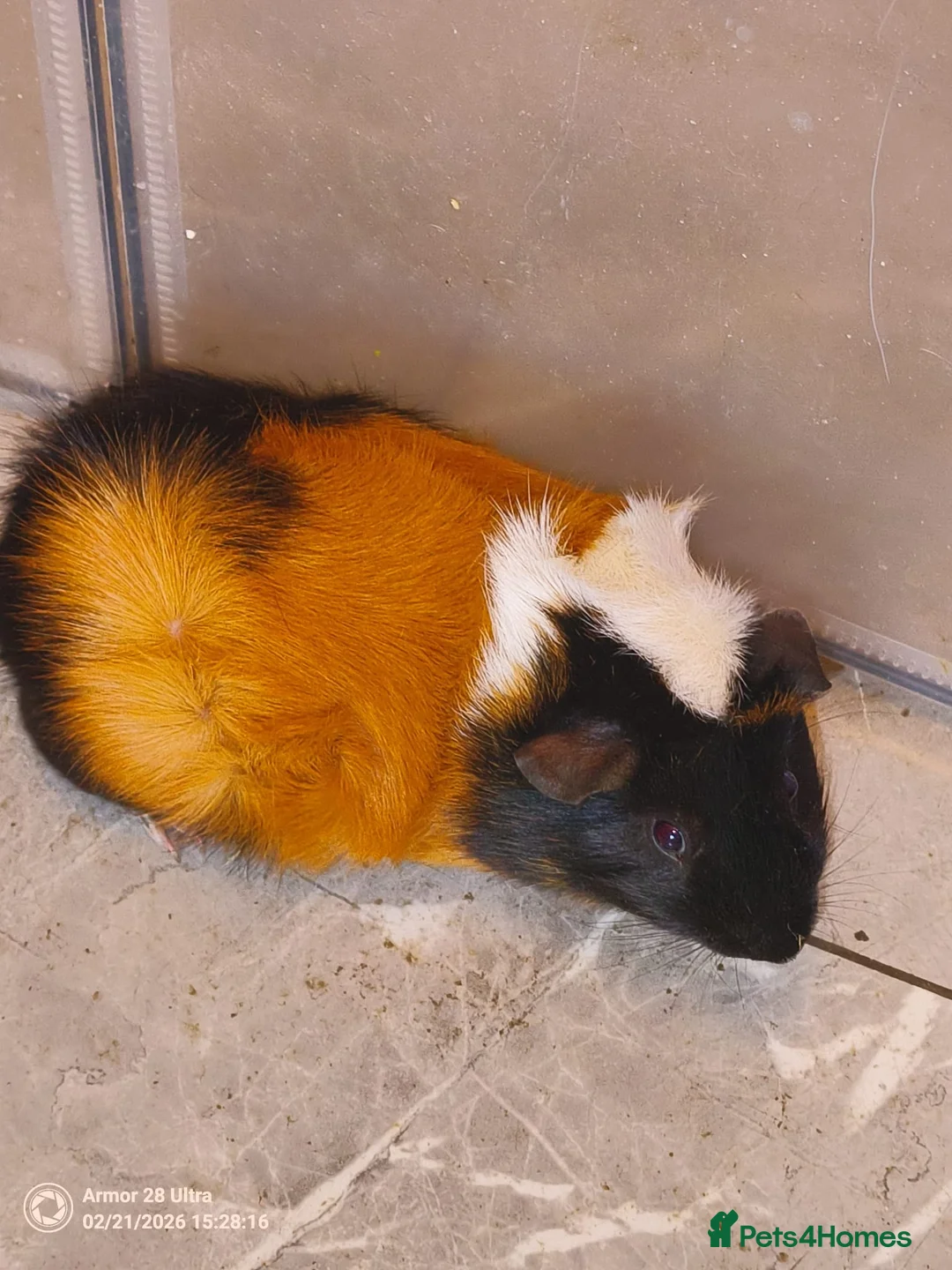 Guinea Pig rodents for sale: A very sad rehoming due to relocation no pets - Advert 9