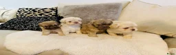 French Bulldog dogs for sale: Fluffy french bulldogs  - Advert 6