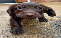 Cocker Spaniel dogs for sale: Two stunning chocolate cocker male pups available - Image 7