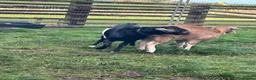 Goats livestock for sale: Fantastic proven Billy - Advert 1