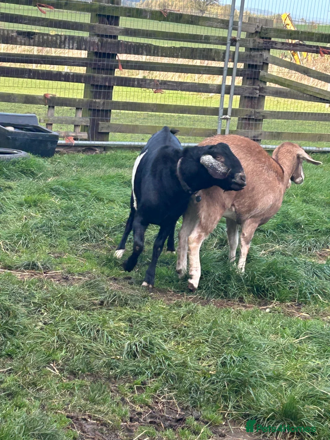 Goats livestock for sale: Fantastic proven Billy - Advert 1