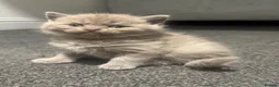 Mixed Breed cats for sale: British /snowshoe healthy kittens  in Carshalton - Advert 8