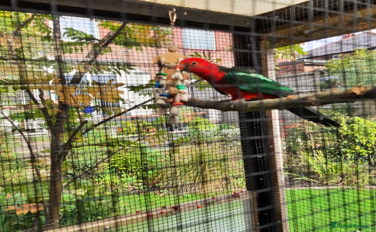 Parrots birds - Advert 3