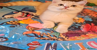 British Shorthair cats - Advert 16