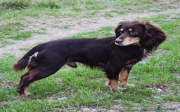 Cocker Spaniel dogs for stud: Health tested KC dog. Carries various colours - Image 8