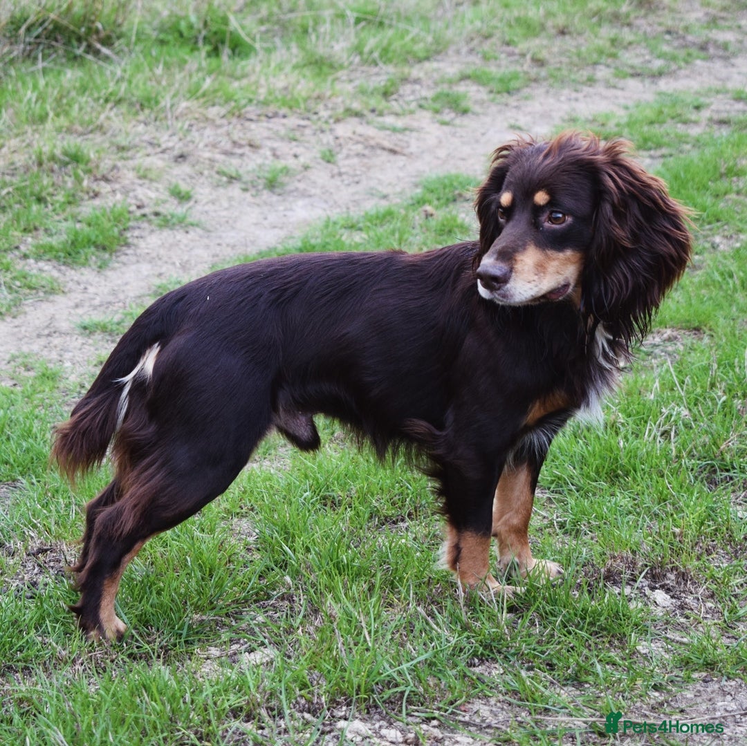 Cocker Spaniel dogs for stud: Health tested KC dog. Carries various colours - Image 8