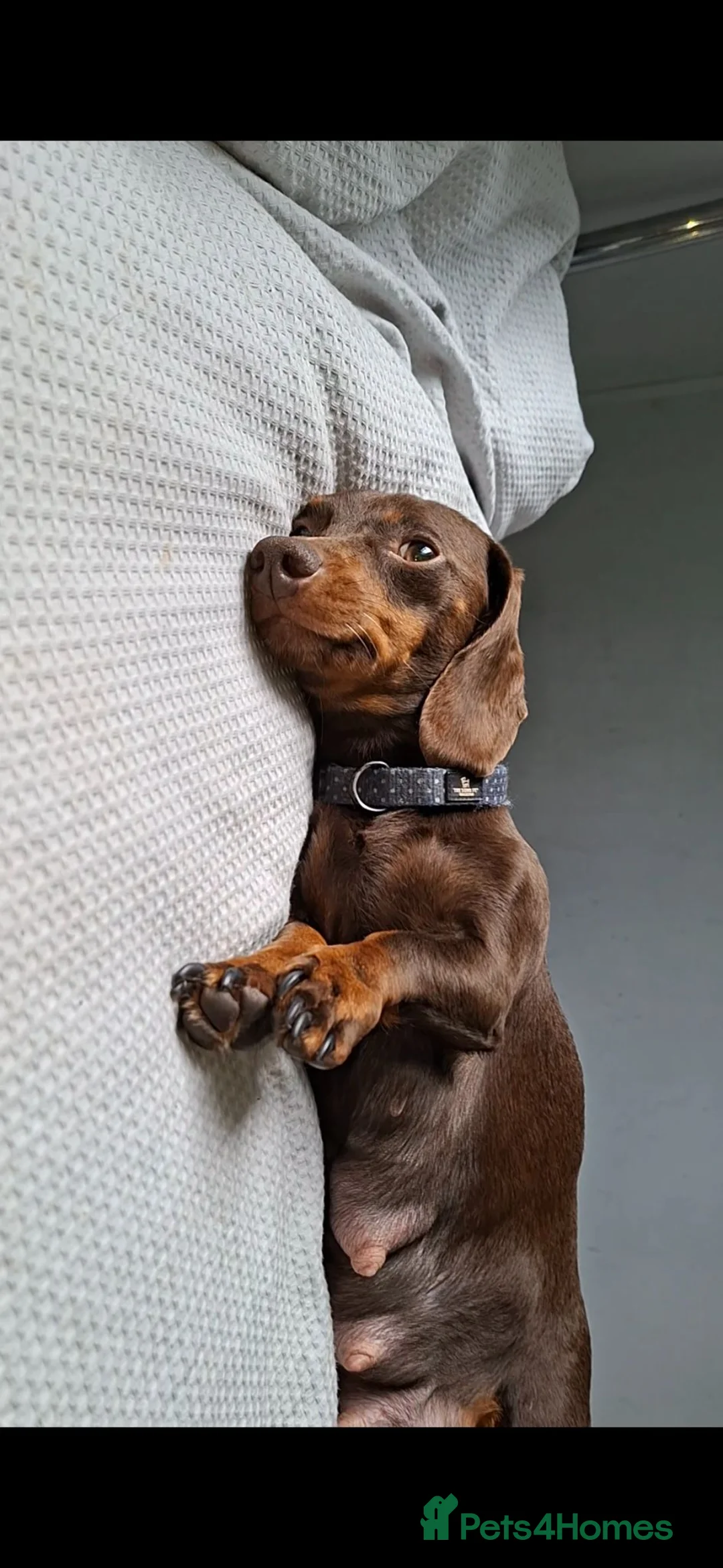 Miniature Dachshund dogs for sale: Beautiful PRA Clear Mini Dachshund Puppies  - Advert 18