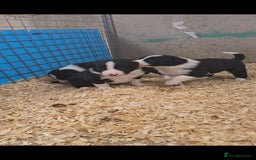 Border Collie dogs for sale: ISDS Registered Border Collie Puppies - Image 6