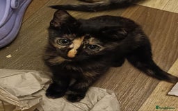 Bengal cats for sale: Bengal Mix Kittens High % Wild Asian Leopard Cat  - Image 15