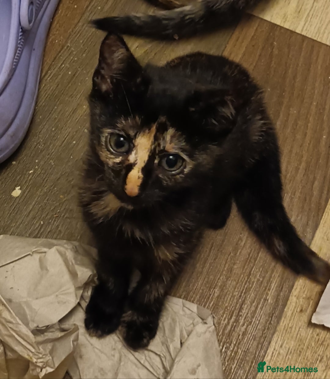 Bengal cats for sale: Bengal Mix Kittens High % Wild Asian Leopard Cat  - Image 15