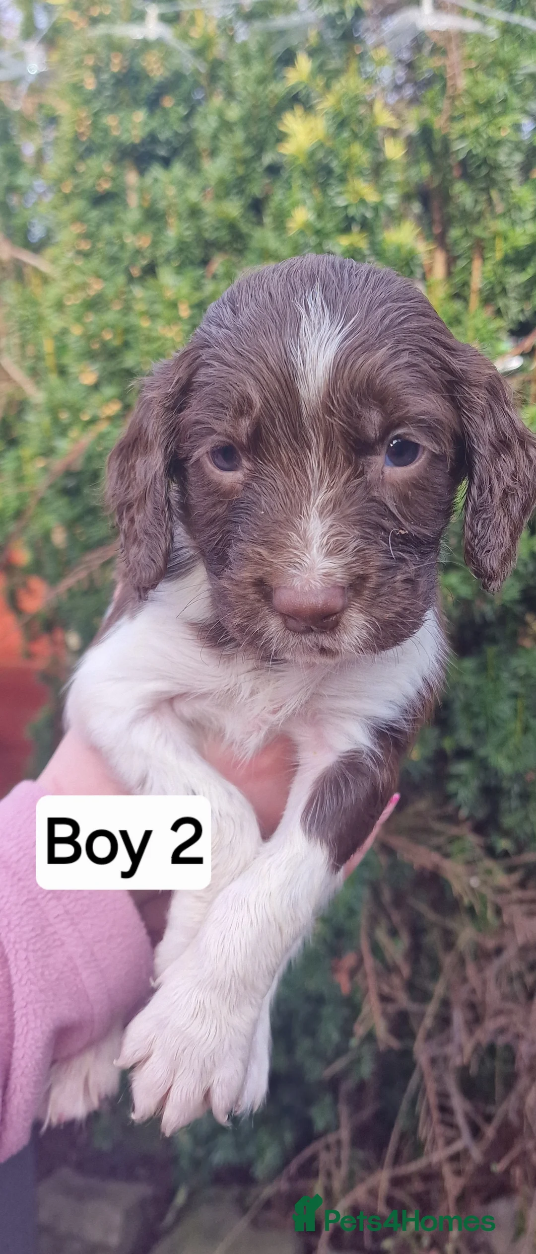 English Springer Spaniel dogs for sale: 8 pups for sale - Advert 5