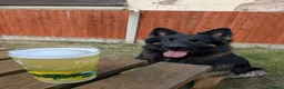German Shepherd dogs for sale: 11 Beautiful German Shepherd Pups - Advert 17