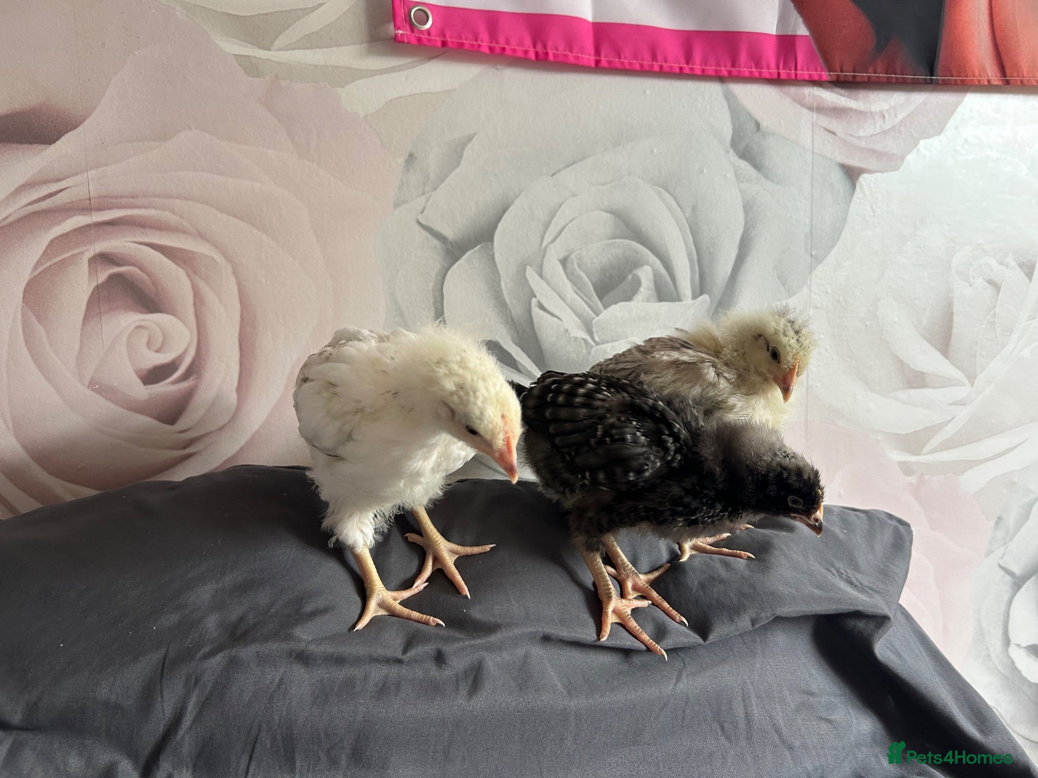 Chickens poultry 3 chicks for sale  - Advert 1