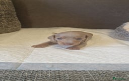 Dachshund dogs for sale: 2 girls and 1 boy miniature dachshund puppies  - Image 26