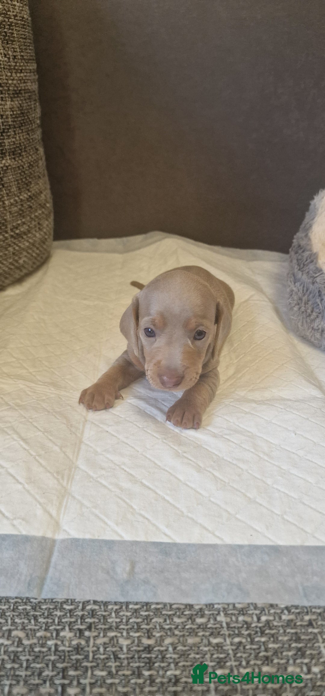 Dachshund dogs for sale: 2 girls and 1 boy miniature dachshund puppies  - Image 26