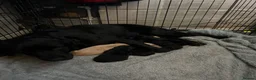 Labrador Retriever dogs for sale: Kc registered Labrador puppies in Sudbury - Advert 12