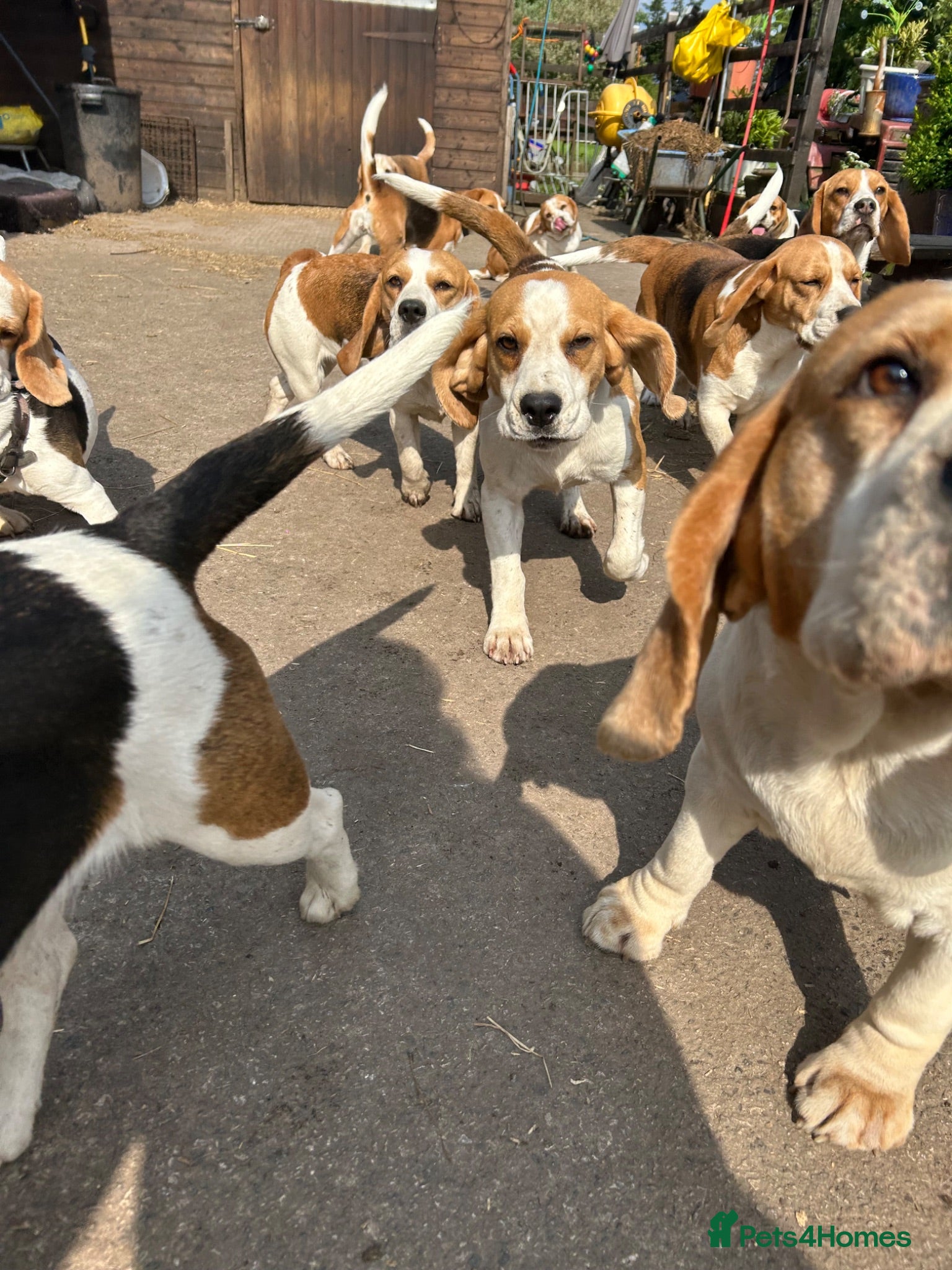 Beagle dogs kc reg pups ready NOVEMBER  - Advert 7
