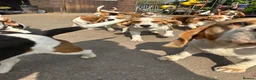 Beagle dogs for sale: kc reg pups ready NOVEMBER  - Advert 1