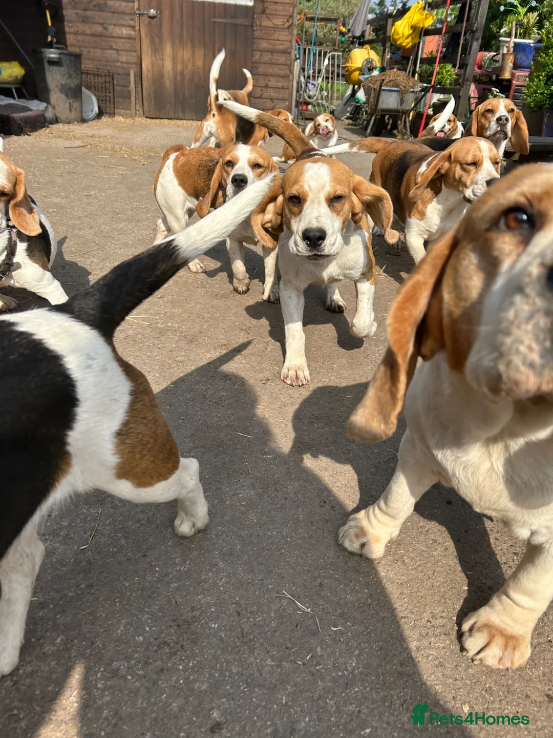 Beagle dogs for sale: kc reg pups ready NOVEMBER  - Advert 1